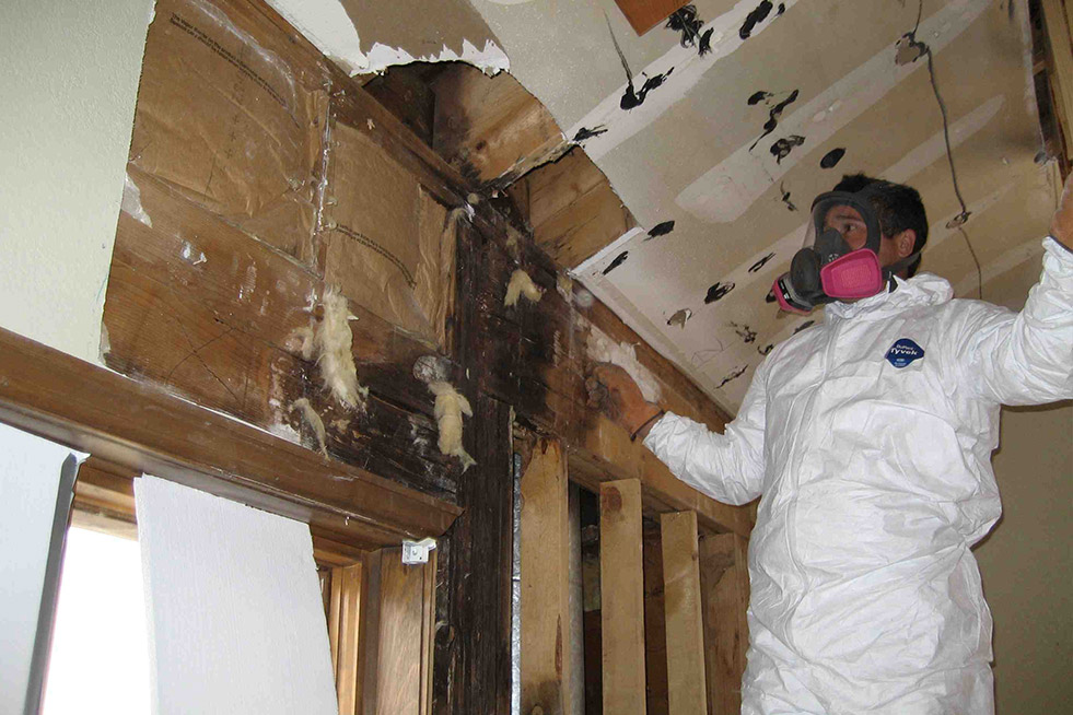 Mold Removal in Fairview, Tennessee (9399)