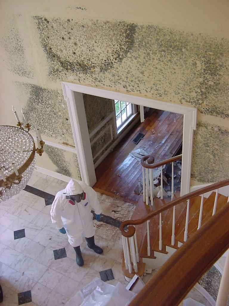 Mold Cleanup in Whittier, California (4069)