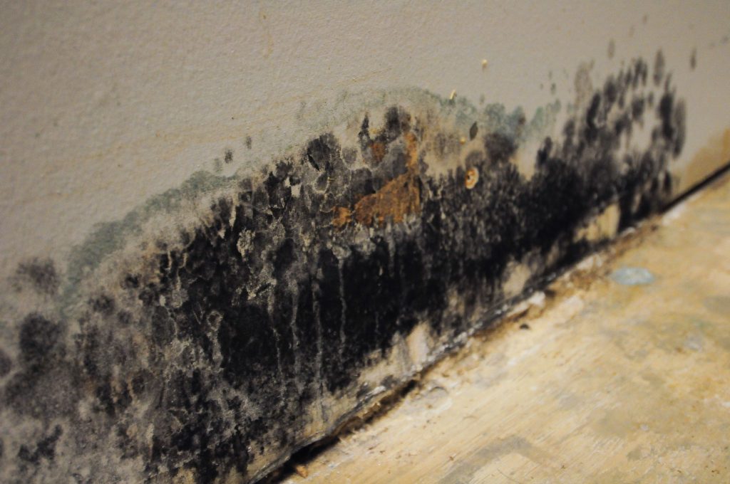 Mold Removal in La Habra, California (9173)